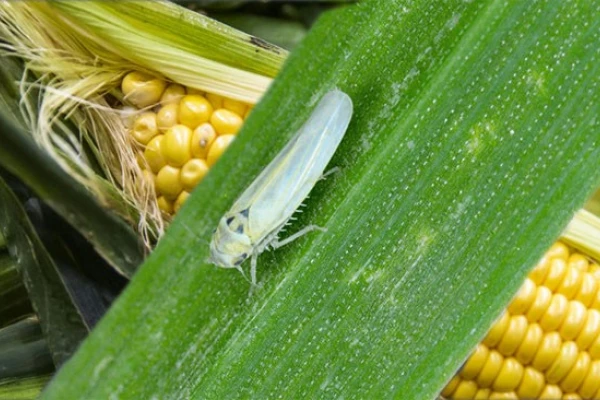 Achaparramiento del maíz: “Las acciones deben apuntar a bajar la población del vector; esa es la base de la pirámide”