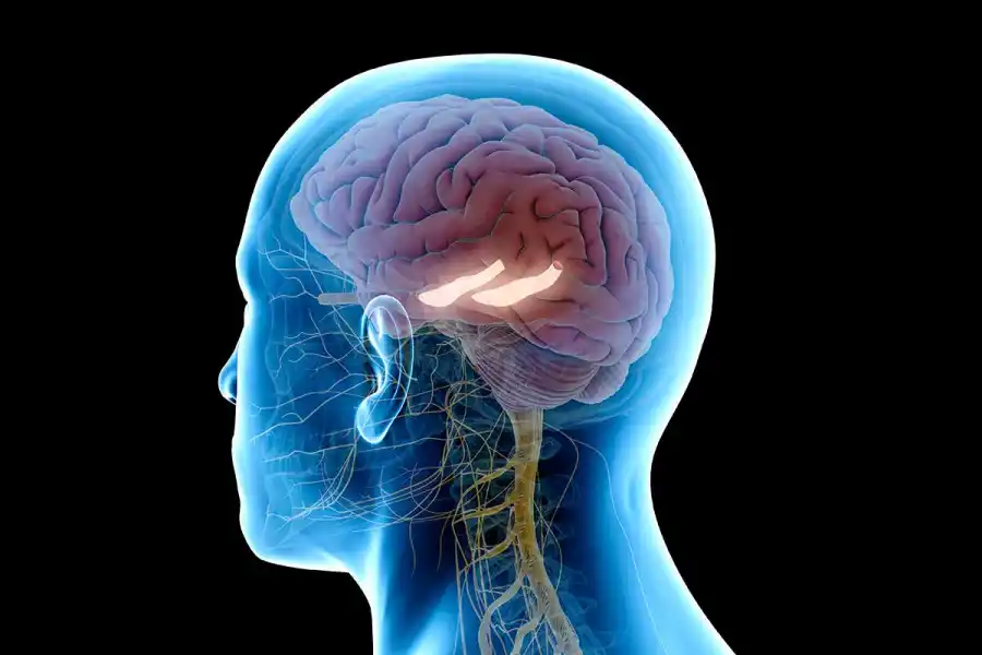 El hipocampo es el área del cerebro encargada de fijar los recuerdos.