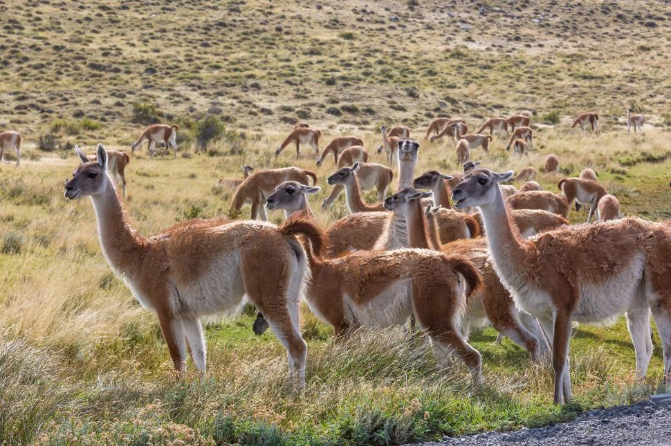 ESPECIE PROTEGIDA. La población de guanacos de la zona andina decreció.