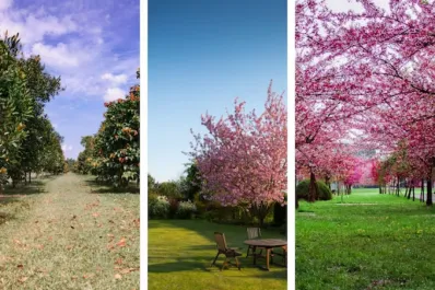 Test de personalidad: elegí un jardín y descubrí cuál es el consejo que necesitas para avanzar con tus proyectos
