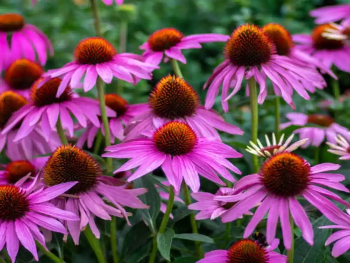¿De qué se trata la planta de equinácea?
