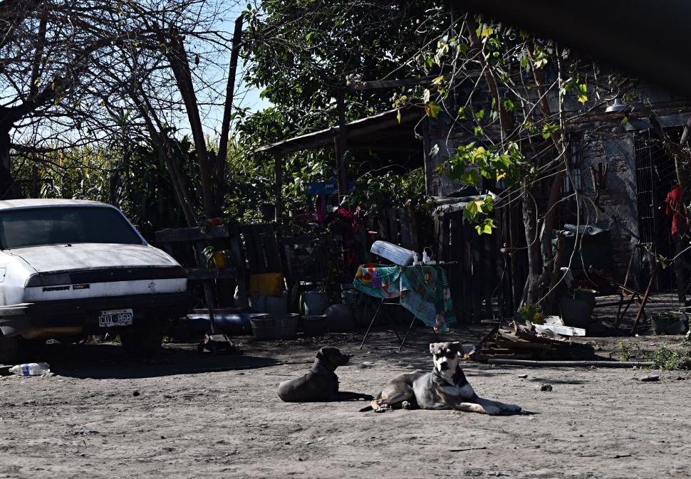 ANIMALES EN LA CASA. La víctima fue atacada por cuatro perros.