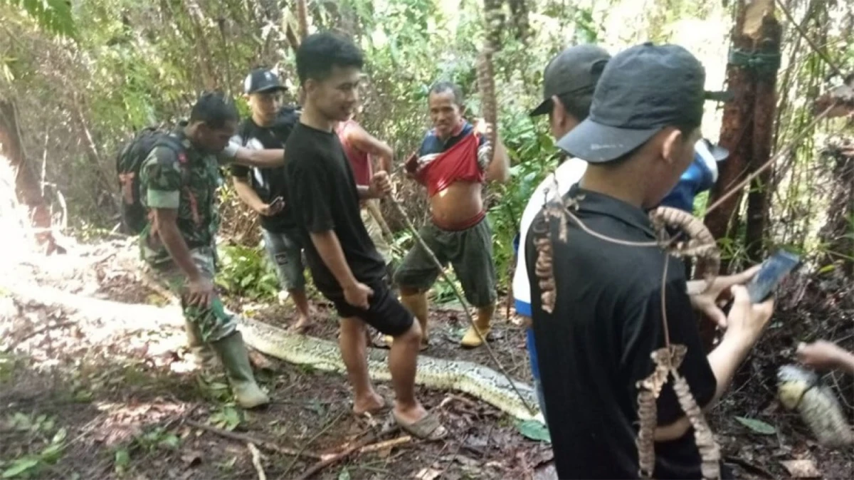 PELIGRO. Vecinos de la víctima ayudaron a la familia a rescatar el cuerpo del estómago de la serpiente. 