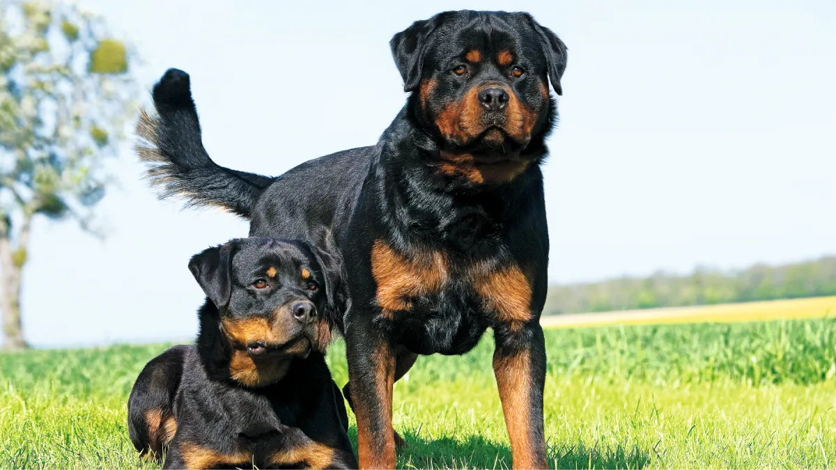 El Rottweiler tiene una mordida que puede llegar a ser mortal.