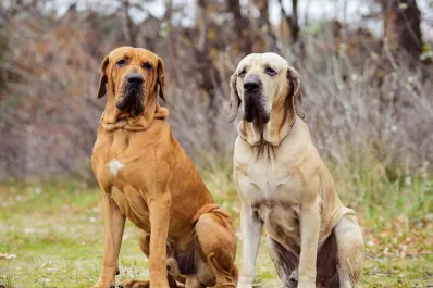 ¿Cuáles son las razas de perros más peligrosas según la Ley de Bienestar Animal?