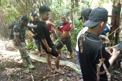 Horror en Indonesia: encuentran una mujer dentro del estómago de una pitón