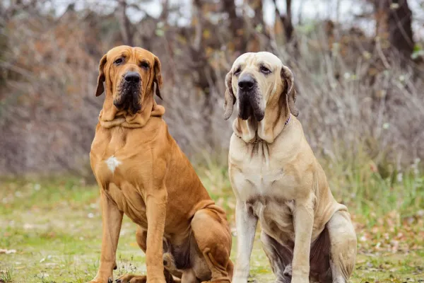 ¿Cuáles son las razas de perros más peligrosas según la Ley de Bienestar Animal?