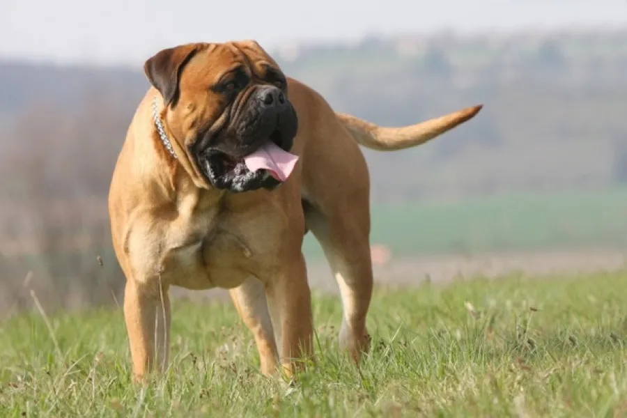Bullmastiff, otra raza destacada como peligrosa.