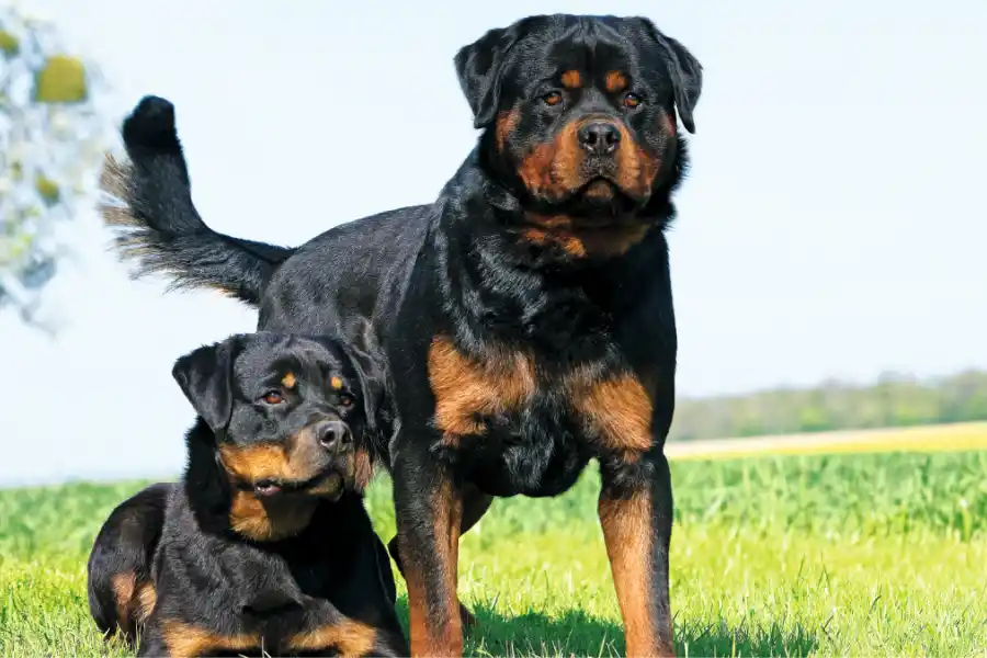 El Rottweiler tiene una mordida que puede llegar a ser mortal.