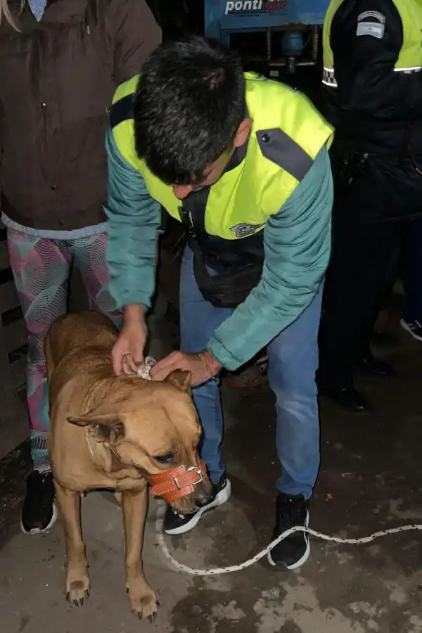 CON BOZAL. Trasladaron los perros al instituto Antirrábico de la capital.