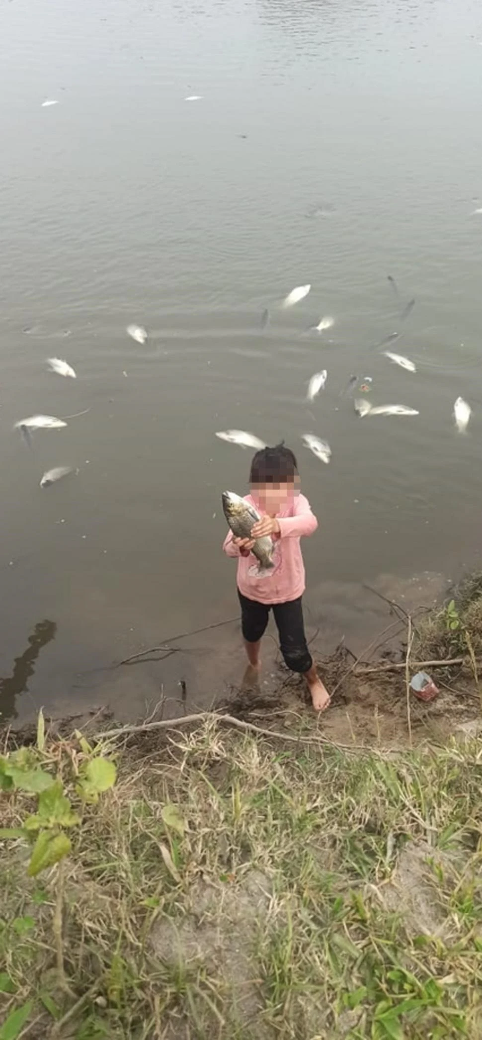 HECHO. La última mortandad de peces en el río Salí se produjo durante la primera quincena del mes pasado.
