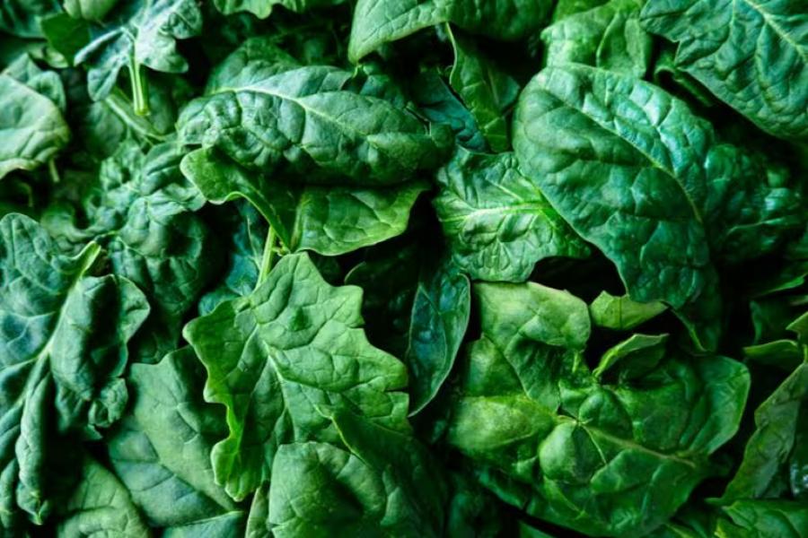 ESPINACA. Las verduras de hoja verde contienen vitamina E, carotenoides y flavonoides, que son nutrientes que protegen contra la demencia y el deterioro cognitivo. / UNSPLASH.