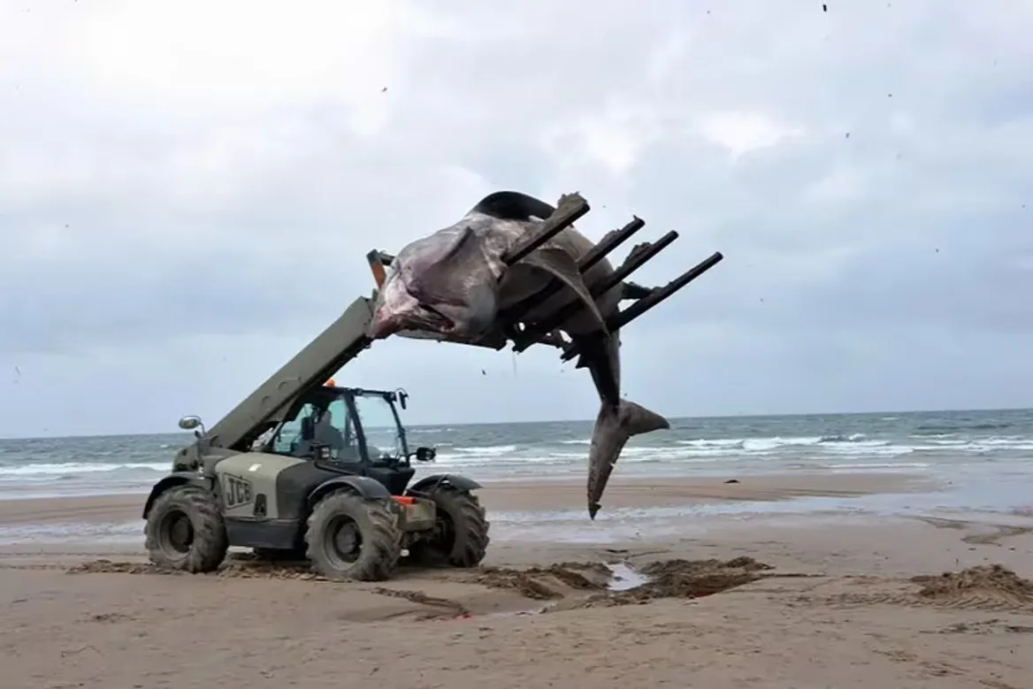 Un tiburón de siete metros de largo sorprendió en la costa de Escocia