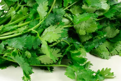 Cuál es la hierba medicial que tiene poderes extraordinarios para combatir la hipertensión