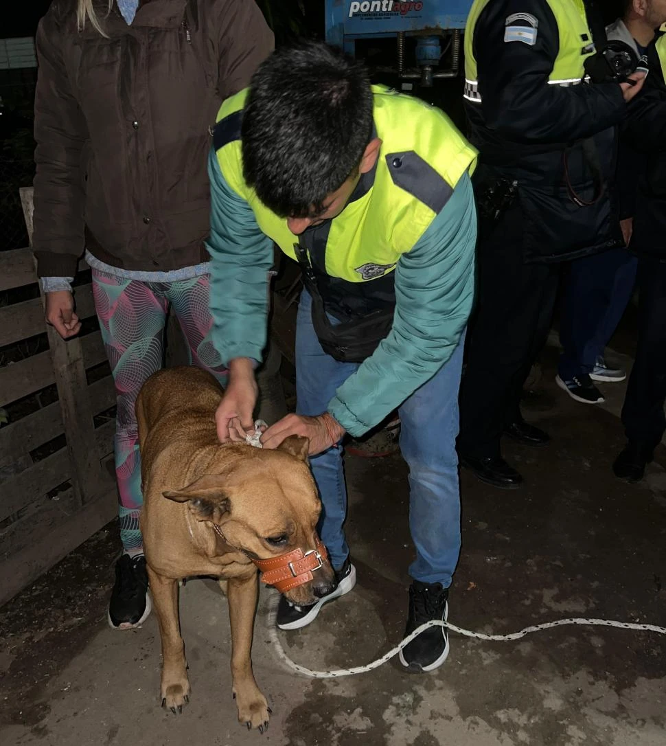 NEUTRALIZADO. Uno de los canes hallados en la casa de Fernández fue llevado con bozal al instituto antirrábico.