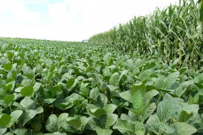 La caída de la disponibilidad de nutrientes explicaría parte de la brecha productiva