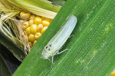 Armaron un mapa de monitoreo de dalbulus maidis en el país