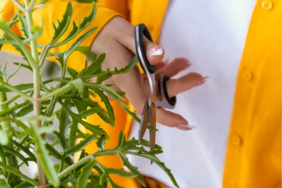 Estas cuatro plantas ayudan a combatir la congestión nasal y los síntomas del resfrío