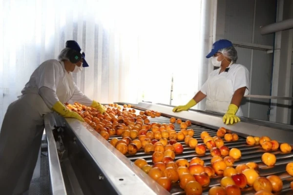 El complejo frutícola exportó por U$S 25,5 millones interanual