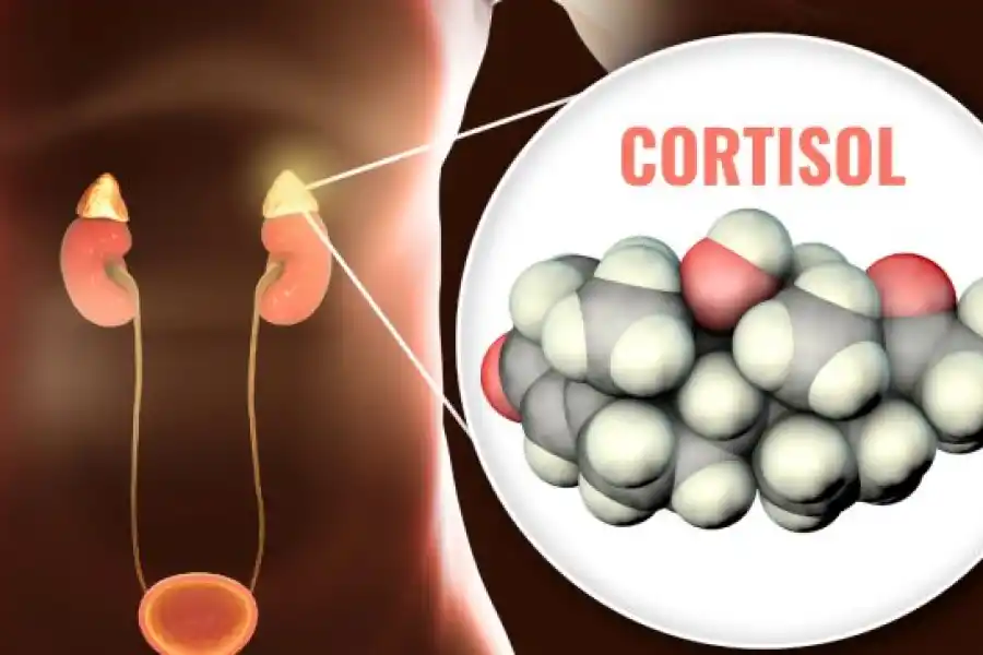 El cortisol es secretado por las glándulas suprarrenales