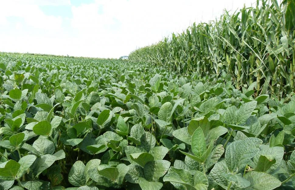 SITUACIÓN. Las brechas entre los rendimientos potenciales y reales para los cultivos de soja y de maíz en las regiones NOA y NEA se acercan a un 50%.