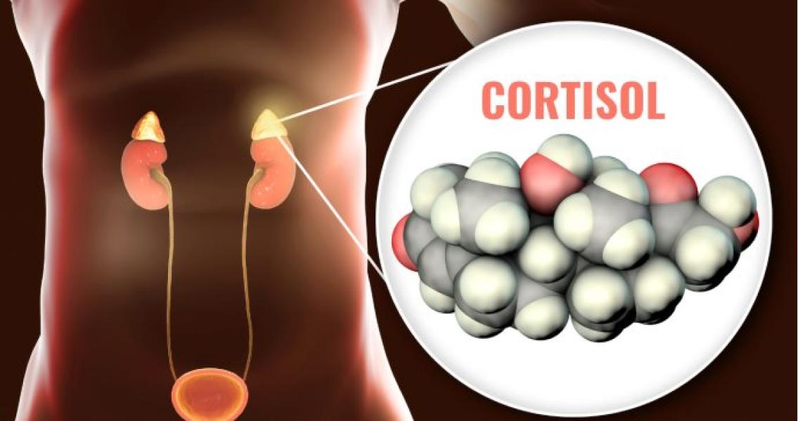 El cortisol es secretado por las glándulas suprarrenales