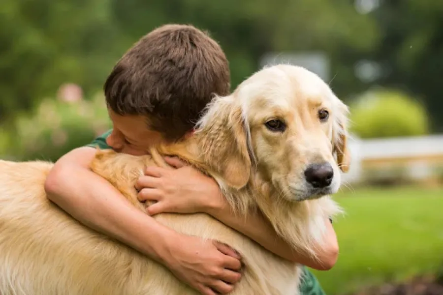 Los Glden Retriever son otra raza que se tarnsforma en compañero de vida.
