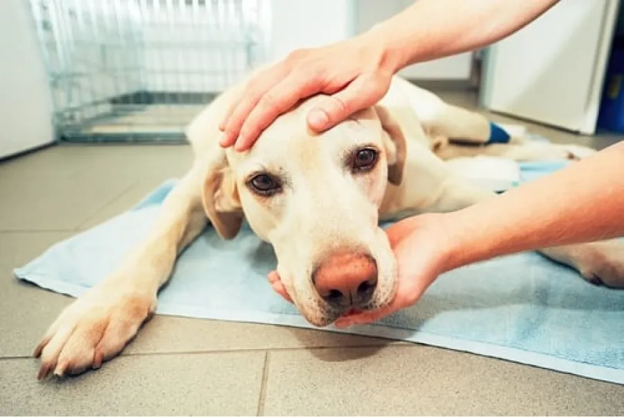 Mi perro tiene cáncer: ¿cómo detectarlo a tiempo con sus primeros síntomas?