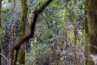 Las yungas, como patrimonio natural de la Humanidad