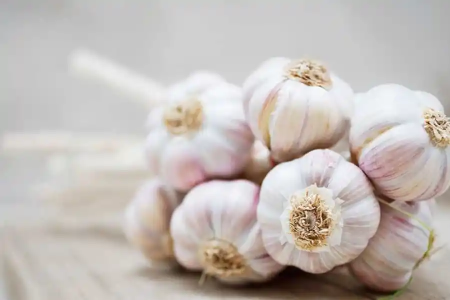 ¿Cómo influye la alimentación en nuestro sistema inmunológico?