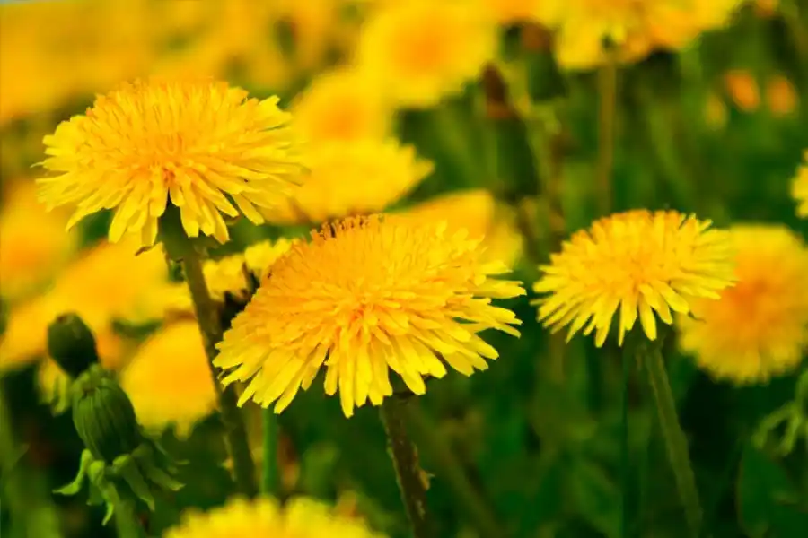 ¿Cuáles son los beneficios del té de diente de león?