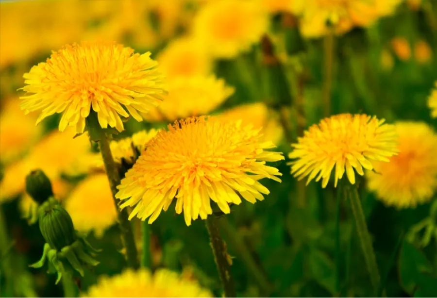 ¿Cuáles son los beneficios del té de diente de león?