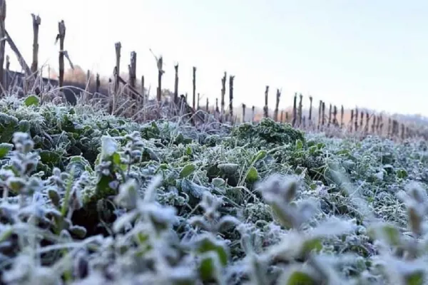 El impacto del frío en el campo tucumano: Desde 2010 que no se registraba una helada como la de hoy