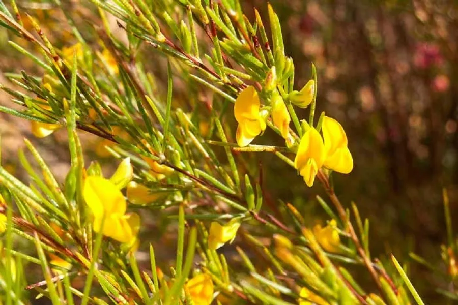 ¿Qué es el té de rooibos?