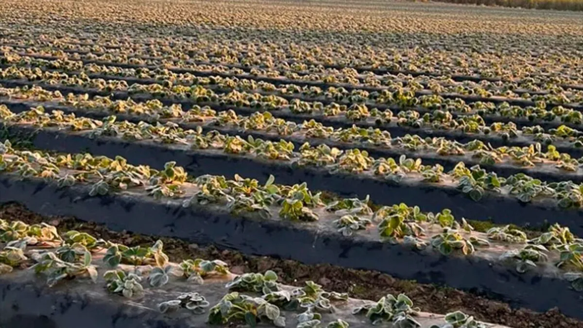 Preocupa el daño a los cultivos que causarán las severas heladas