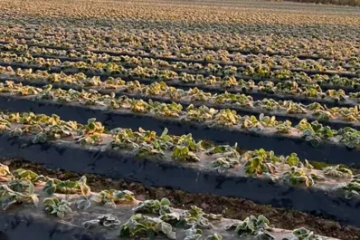 Preocupa el daño a los cultivos que causarán las severas heladas