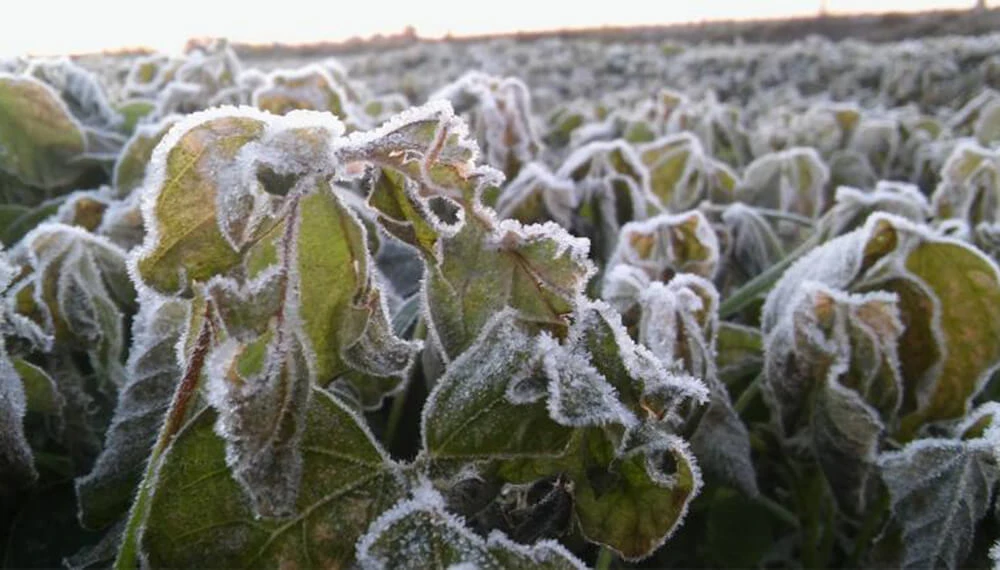 Por qué el frío causa la muerte de la planta