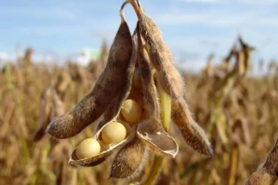 Todos los grupos de madurez dieron rindes por sobre la media de las últimas 10 campañas