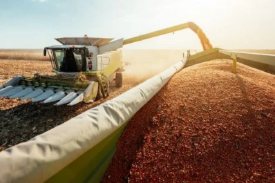 Soja: variedades de GM IV permitirían “liberar” el campo al menos un par de semanas antes