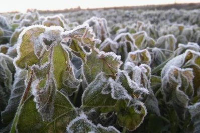 Por qué el frío causa la muerte de la planta