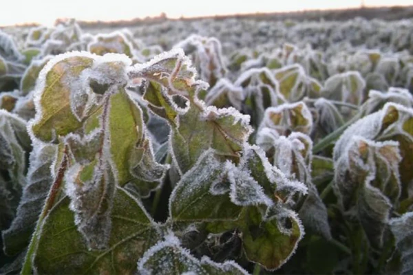 Por qué el frío causa la muerte de la planta