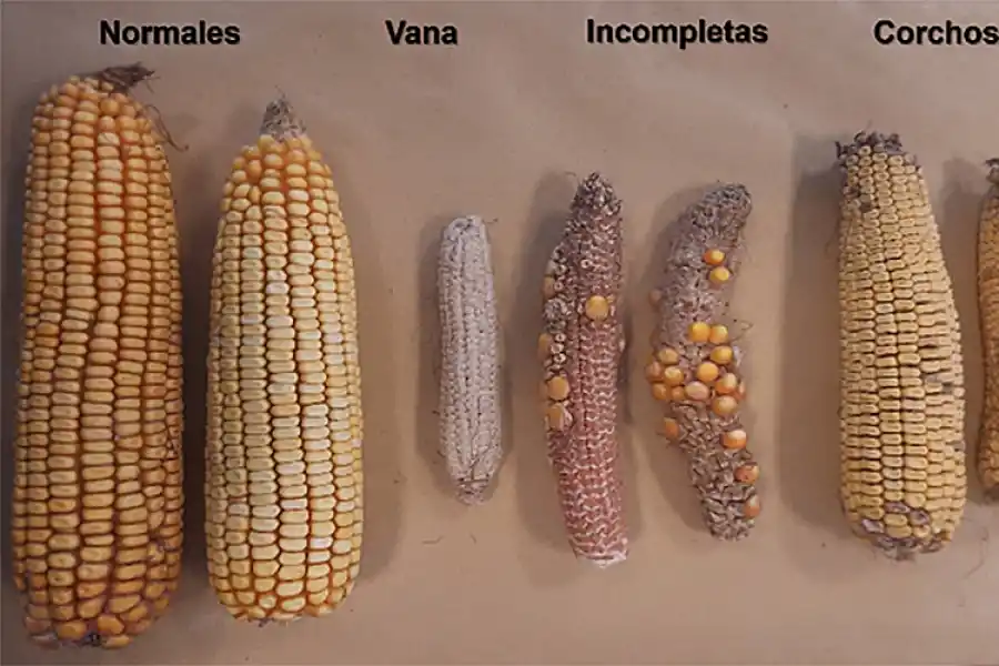 El spiroplasma afectó más a medida de que se postergó la fecha de siembra