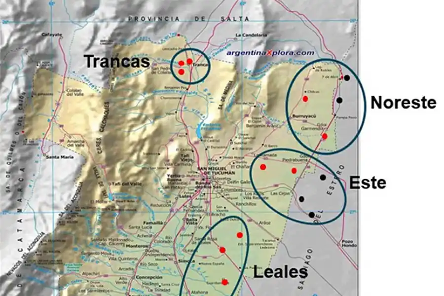 El spiroplasma afectó más a medida de que se postergó la fecha de siembra