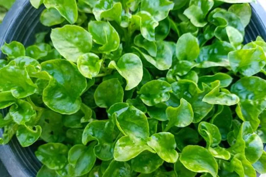 Cuál es el alimento indiscutido que evita los picos de glucosa en sangre