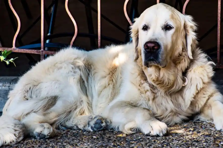 Los perros adultos pueden pasar solos un máximo de ocho horas.