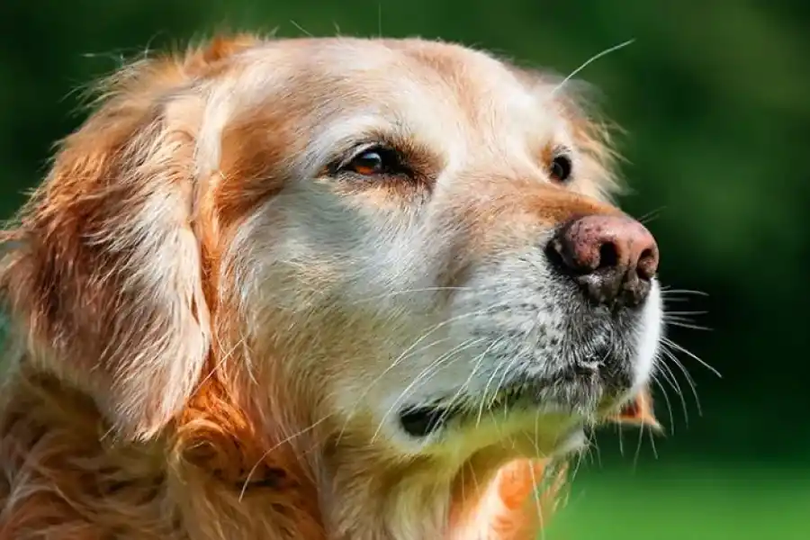Según la Ley de Bienestar Animal, los perros pueden pasar hasta 24 horas solos.