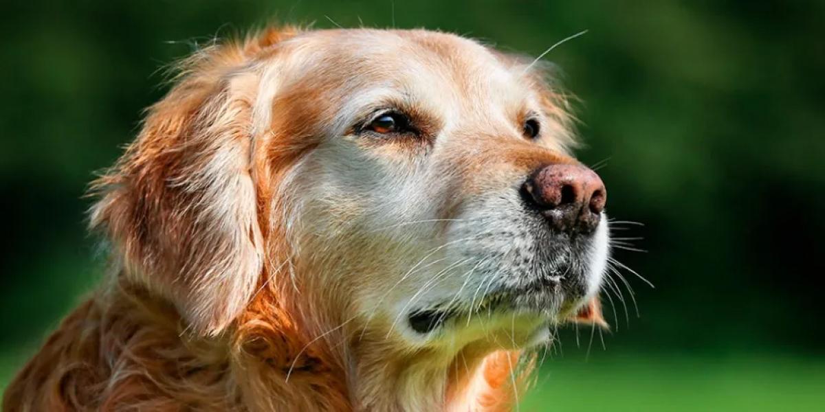Según la Ley de Bienestar Animal, los perros pueden pasar hasta 24 horas solos.