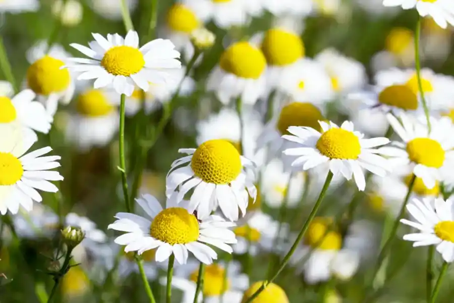 La manzanilla puede aliviar los síntomas de esta enfermedad.