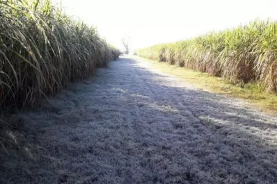 Heladas en el campo: ante el frío, actuar de inmediato