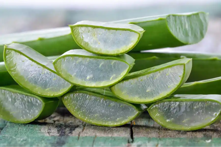 El aloe vera es capaz de prevenir el envejecimiento prematuro y devolver elasticidad a la piel.